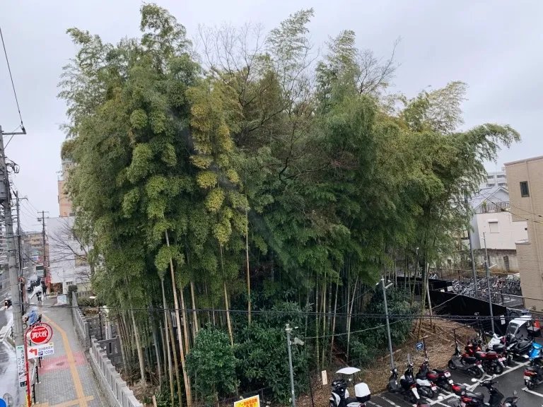 ⛩️ 들어가면 나올 수 없는 숲(야와타노 야부시라즈) 이미지 1